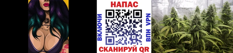 Каннабис OG Kush  Черкесск 
